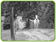 Pferd auf dem Track