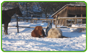 Mittagsschlaf im Schnee