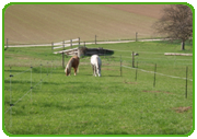 Zwei auf dem Track (E-Zaun links und rechts)